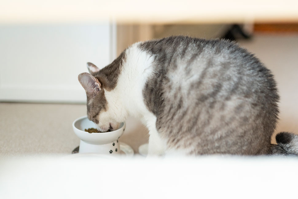 ロフトに続く階段の裏は愛猫のご飯スペース