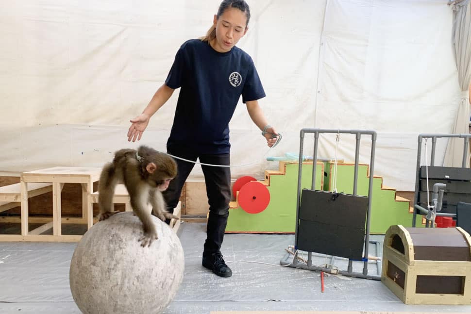 人間とサルがパートナーとなって寝食を共にして芸を磨く